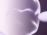UPKO UEROS Conch Suction & Insertable Vibrator Set