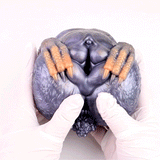 Lizard Buttocks Torso Sex Doll Realistic Animal Pussies Penis Male Masturbator